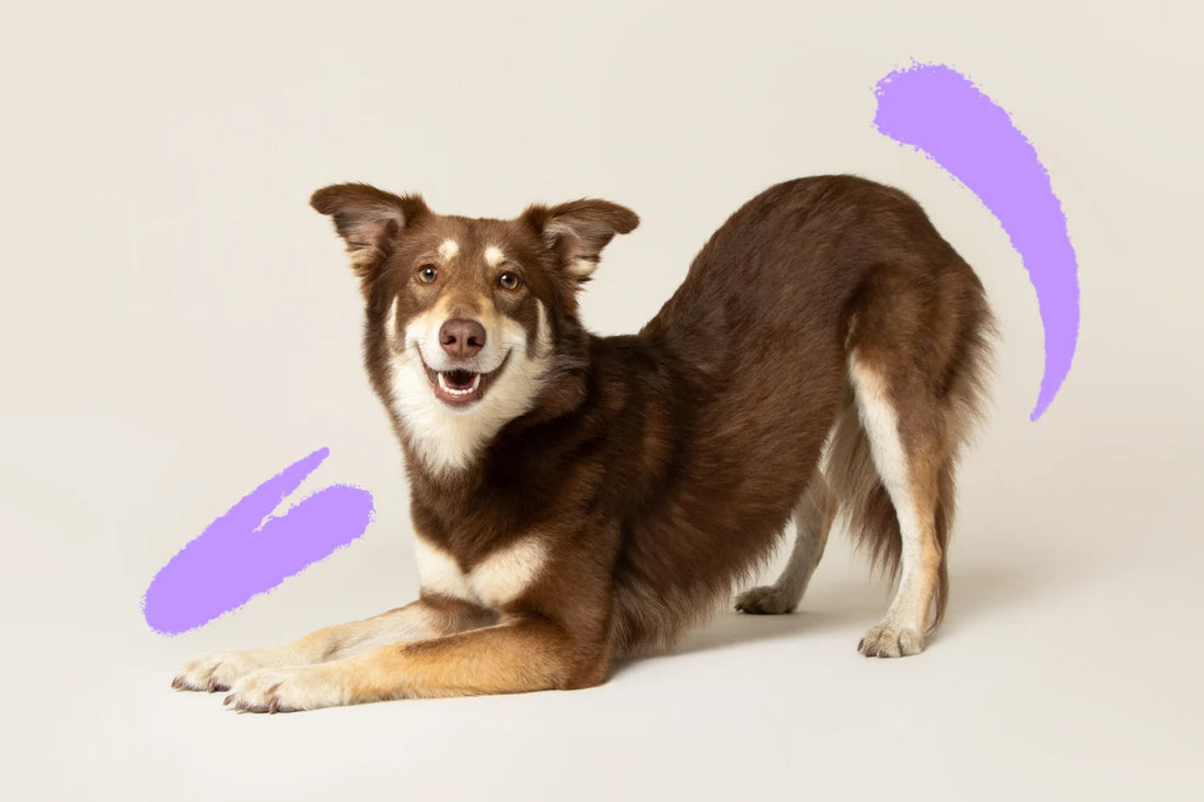 Hoe lang is een hond loops en wat je moet weten